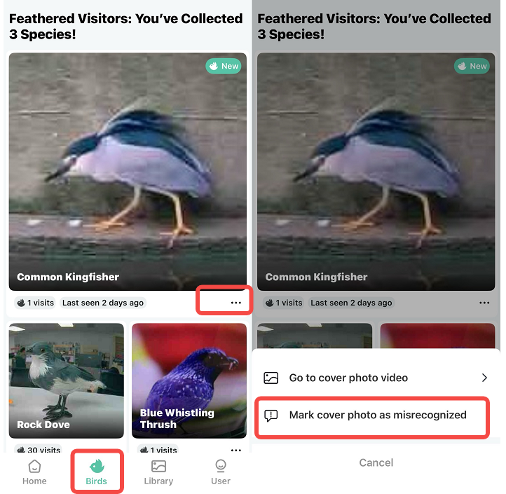 Birds Mark cover photo as misrecogniized.png
